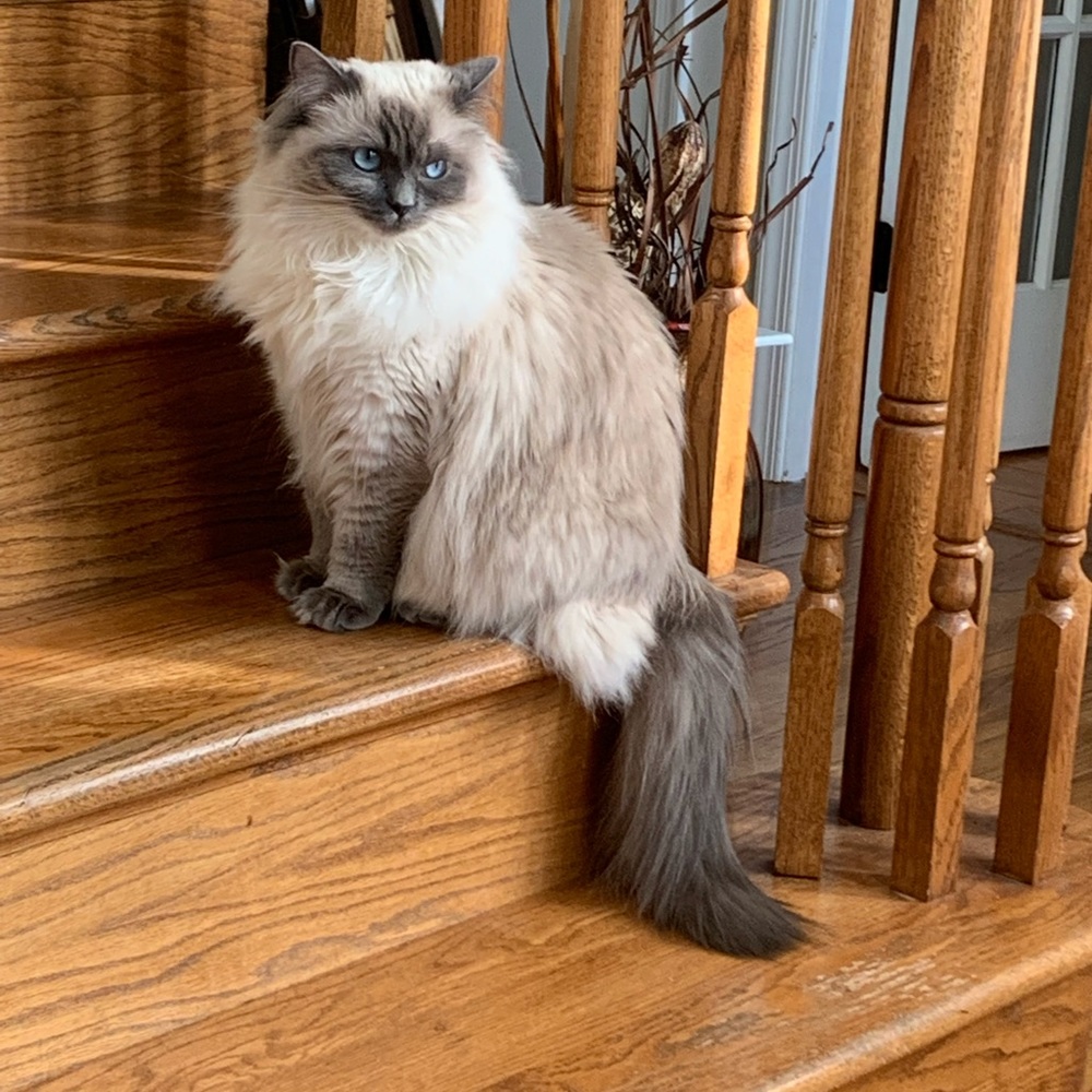 Meet your Posher, Ashton